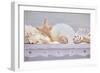 Sea Shell Still Life-Cora Niele-Framed Giclee Print