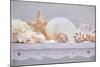 Sea Shell Still Life-Cora Niele-Mounted Giclee Print