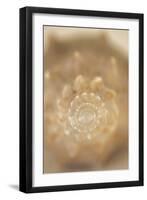 Sea Shell V-Karyn Millet-Framed Photographic Print