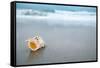 Sea Shell with Sea Wave, Florida Beach under the Sun Light, Live Action-lenka-Framed Stretched Canvas