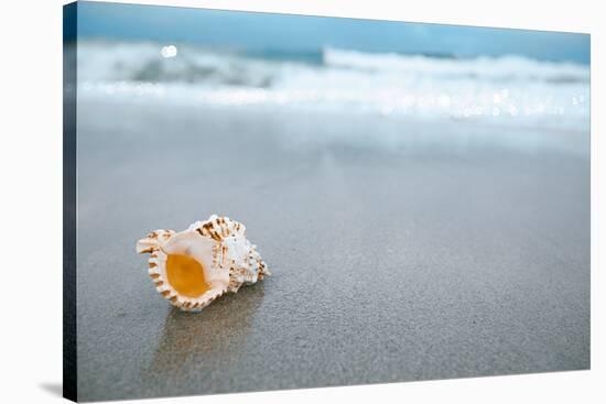 Sea Shell with Sea Wave, Florida Beach under the Sun Light, Live Action-lenka-Stretched Canvas