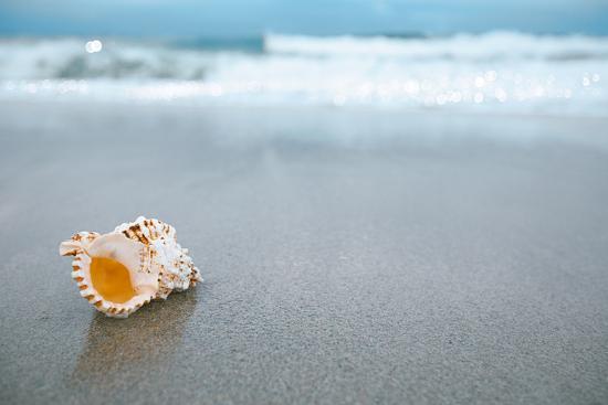 'Sea Shell with Sea Wave, Florida Beach under the Sun Light, Live ...