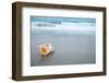 Sea Shell with Sea Wave, Florida Beach under the Sun Light, Live Action-lenka-Framed Photographic Print