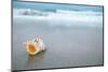 Sea Shell with Sea Wave, Florida Beach under the Sun Light, Live Action-lenka-Mounted Photographic Print