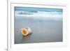 Sea Shell with Sea Wave, Florida Beach under the Sun Light, Live Action-lenka-Framed Photographic Print