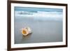 Sea Shell with Sea Wave, Florida Beach under the Sun Light, Live Action-lenka-Framed Photographic Print