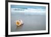Sea Shell with Sea Wave, Florida Beach under the Sun Light, Live Action-lenka-Framed Photographic Print
