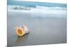 Sea Shell with Sea Wave, Florida Beach under the Sun Light, Live Action-lenka-Mounted Photographic Print