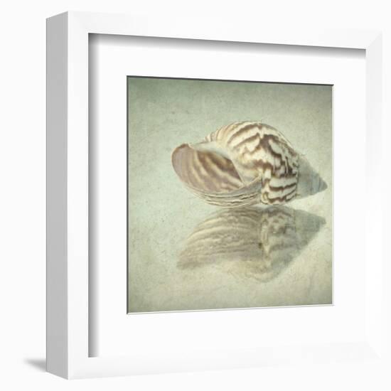 Sea Shell-Judy Stalus-Framed Premium Giclee Print