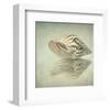 Sea Shell-Judy Stalus-Framed Premium Giclee Print