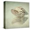 Sea Shell-Judy Stalus-Stretched Canvas