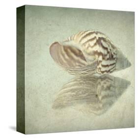 Sea Shell-Judy Stalus-Stretched Canvas