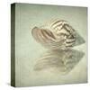 Sea Shell-Judy Stalus-Stretched Canvas