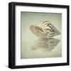 Sea Shell-Judy Stalus-Framed Art Print