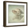 Sea Shell-Judy Stalus-Framed Art Print