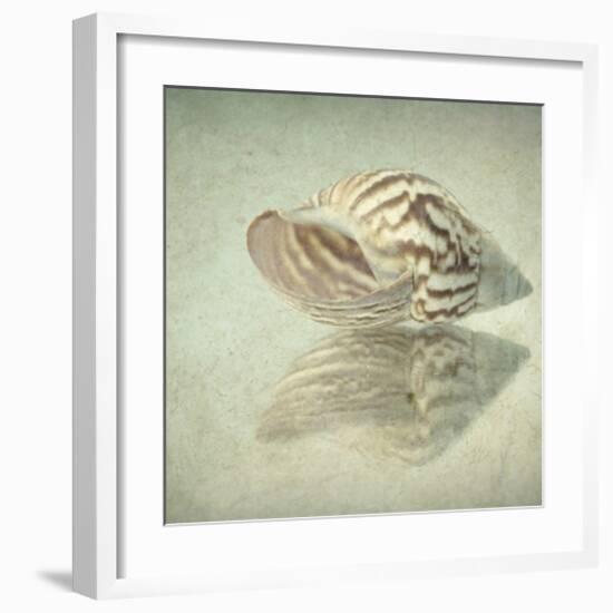 Sea Shell-Judy Stalus-Framed Art Print