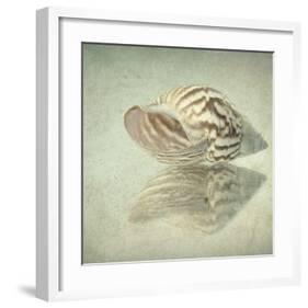 Sea Shell-Judy Stalus-Framed Art Print