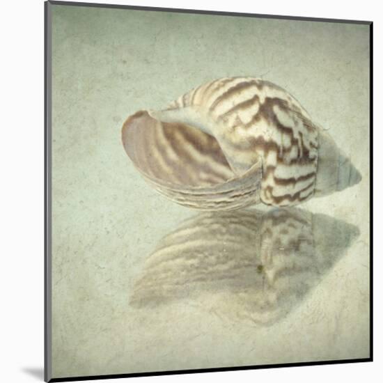 Sea Shell-Judy Stalus-Mounted Art Print
