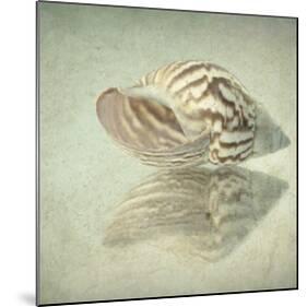Sea Shell-Judy Stalus-Mounted Art Print