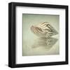 Sea Shell-Judy Stalus-Framed Art Print