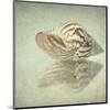 Sea Shell-Judy Stalus-Mounted Art Print