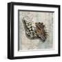 Sea Shell-Ted Broome-Framed Art Print