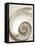 Sea Shell-Doug Chinnery-Framed Stretched Canvas