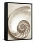 Sea Shell-Doug Chinnery-Framed Stretched Canvas