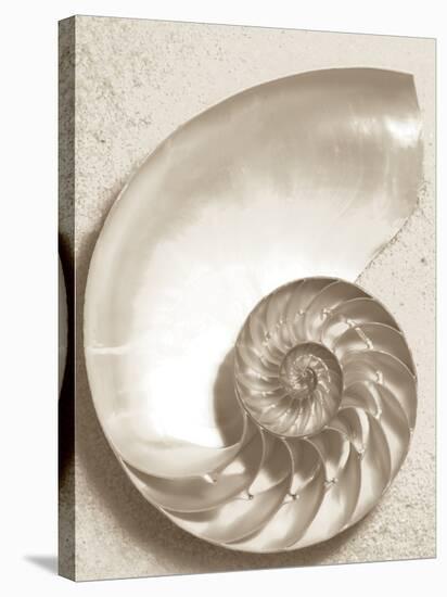 Sea Shell-Doug Chinnery-Stretched Canvas