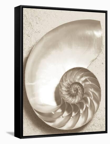 Sea Shell-Doug Chinnery-Framed Stretched Canvas