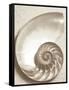 Sea Shell-Doug Chinnery-Framed Stretched Canvas