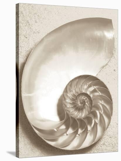 Sea Shell-Doug Chinnery-Stretched Canvas