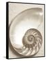 Sea Shell-Doug Chinnery-Framed Stretched Canvas