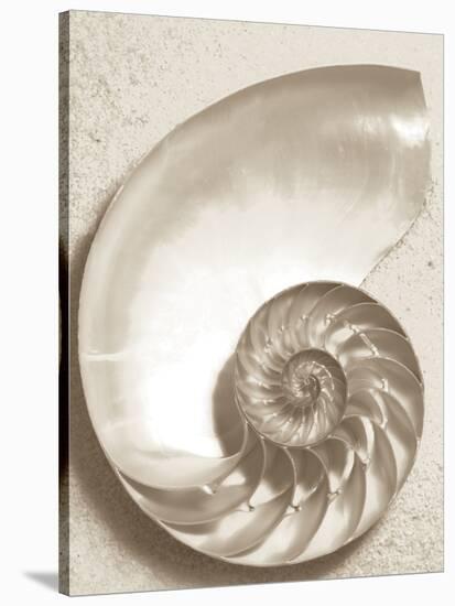 Sea Shell-Doug Chinnery-Stretched Canvas