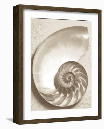 Sea Shell-Doug Chinnery-Framed Premium Photographic Print