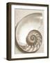 Sea Shell-Doug Chinnery-Framed Premium Photographic Print