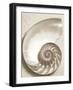 Sea Shell-Doug Chinnery-Framed Premium Photographic Print