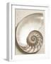 Sea Shell-Doug Chinnery-Framed Premium Photographic Print