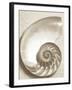 Sea Shell-Doug Chinnery-Framed Premium Photographic Print