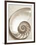 Sea Shell-Doug Chinnery-Framed Premium Photographic Print