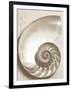 Sea Shell-Doug Chinnery-Framed Premium Photographic Print