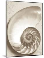 Sea Shell-Doug Chinnery-Mounted Photographic Print