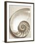 Sea Shell-Doug Chinnery-Framed Photographic Print