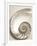 Sea Shell-Doug Chinnery-Framed Photographic Print