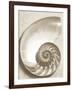 Sea Shell-Doug Chinnery-Framed Photographic Print