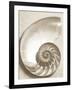 Sea Shell-Doug Chinnery-Framed Photographic Print