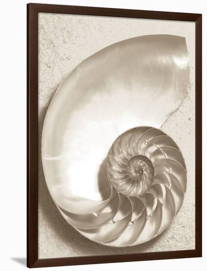 Sea Shell-Doug Chinnery-Framed Photographic Print