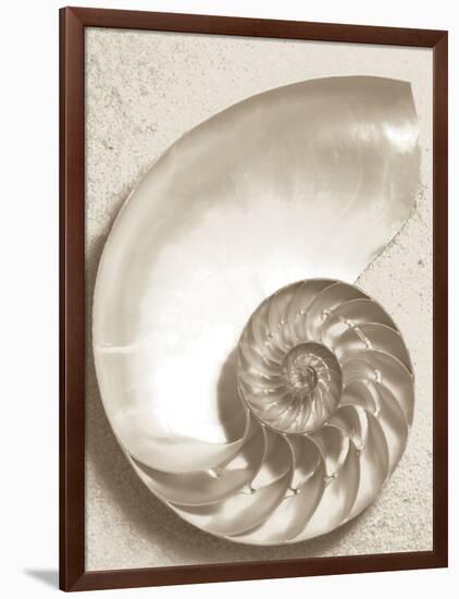 Sea Shell-Doug Chinnery-Framed Photographic Print