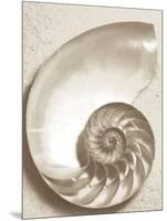 Sea Shell-Doug Chinnery-Mounted Photographic Print