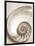 Sea Shell-Doug Chinnery-Framed Photographic Print